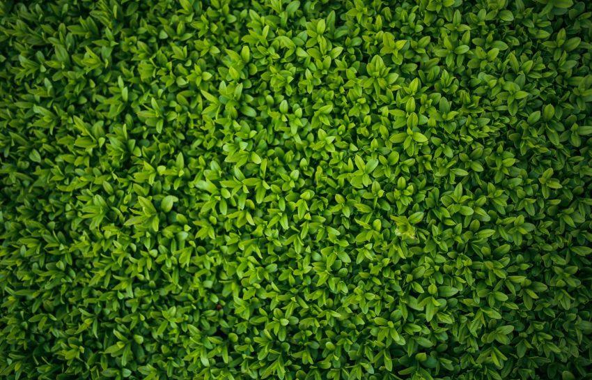 Beukenhagen: De Natuurlijke Grens voor Elke Tuin