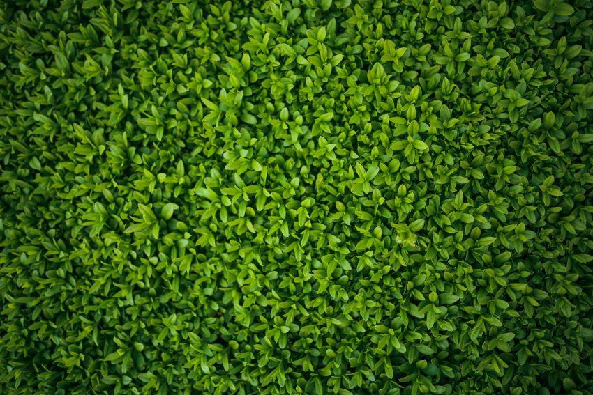 Beukenhagen: De Natuurlijke Grens voor Elke Tuin