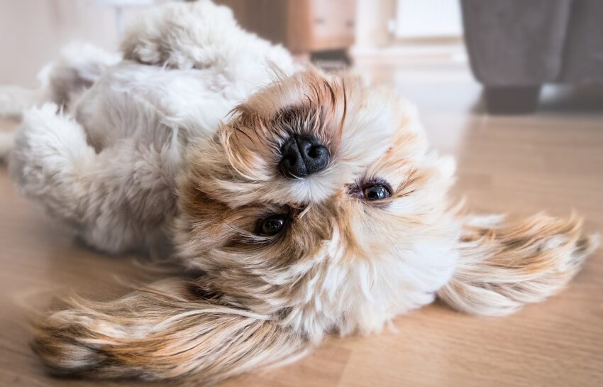 Vierpotige patiënten: een dag uit het leven van een dierenarts